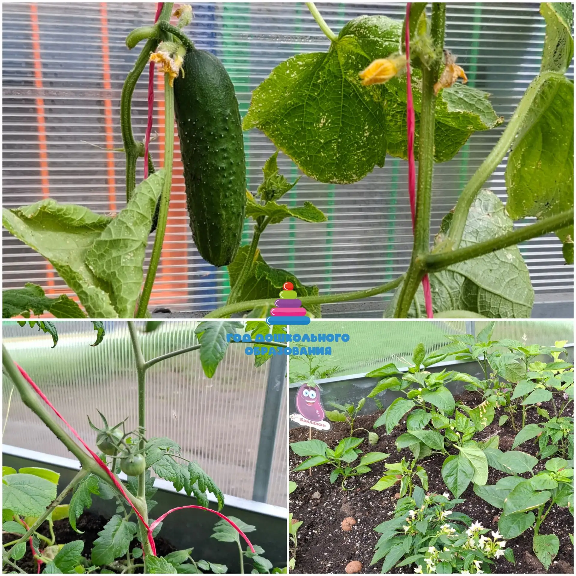🦆 Вы знали, что наша утка Руся мечтает стать агрономом? 🌱
Наши ребята с радостью показали ей, как 