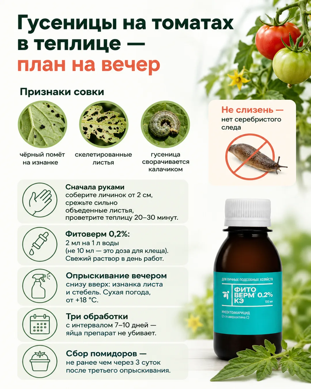 Гусеницы на томатах: дырявые листья и зелёная «кола» на верхушке