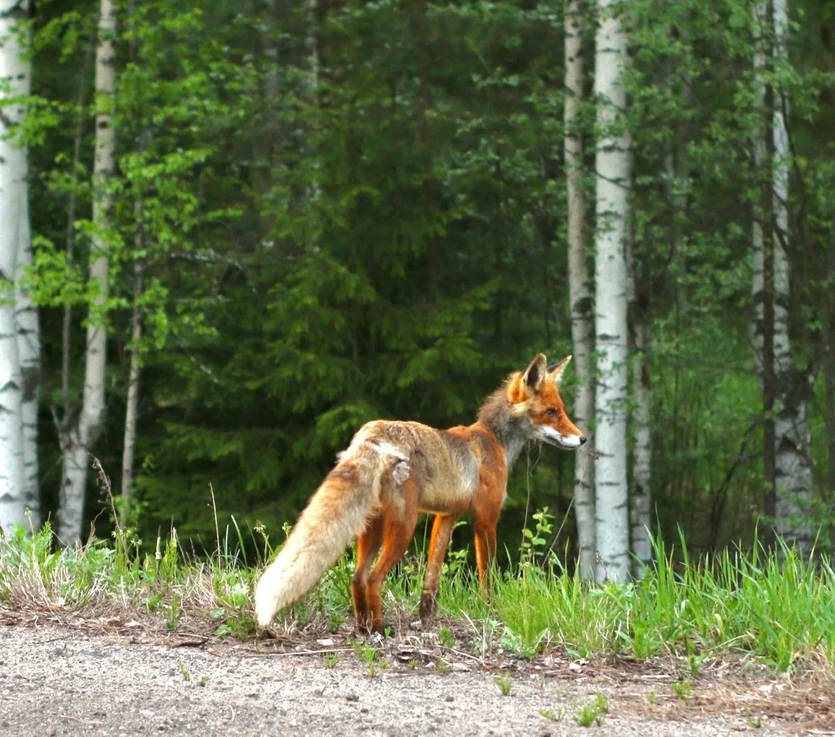 🦊 Рыжая плутовка попала в объектив!   Олег Травин запечатлел эту хитренькую особу в живописных прост