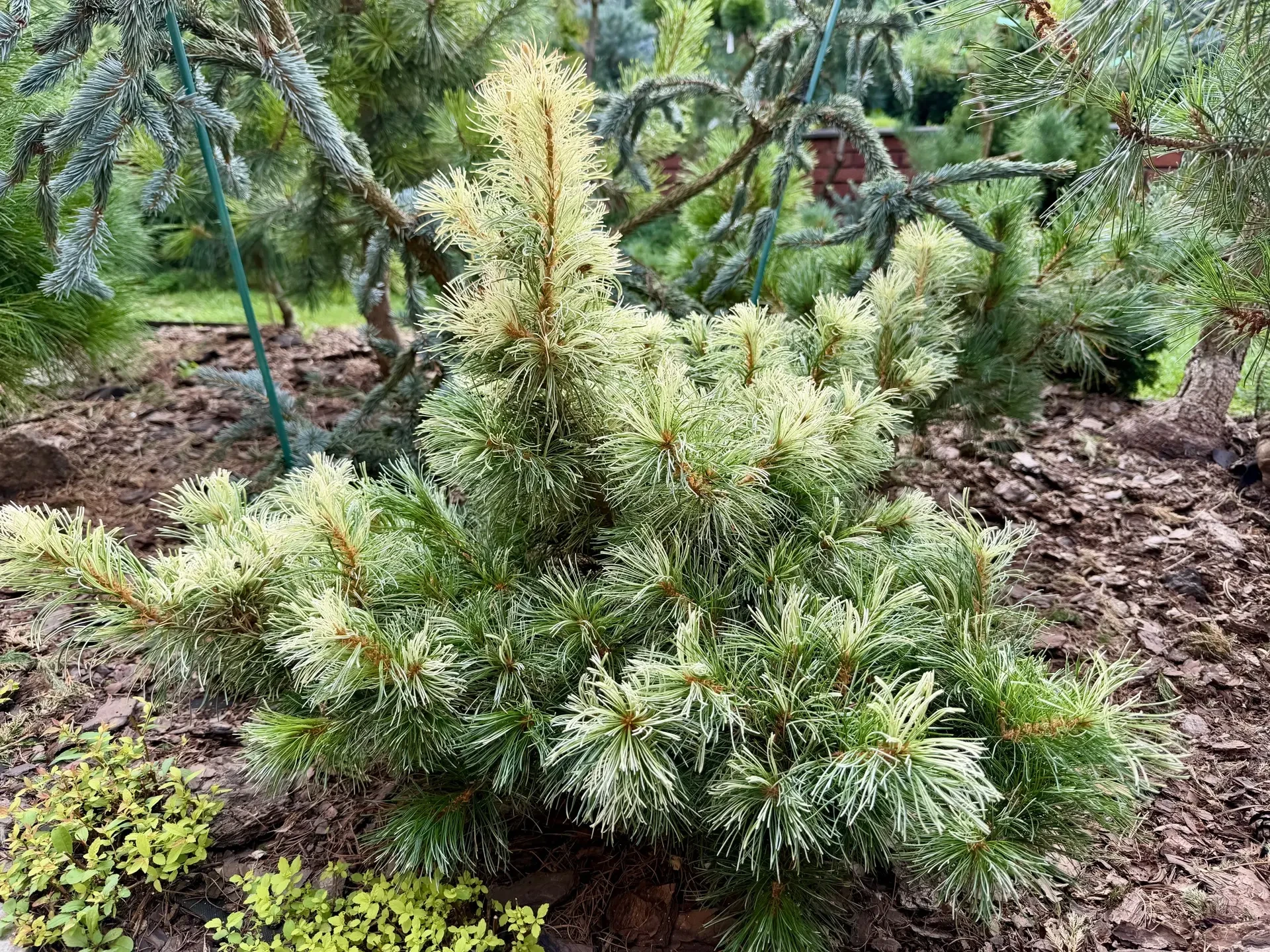 Pinus parviflora 'Tanima-no-Yuki'