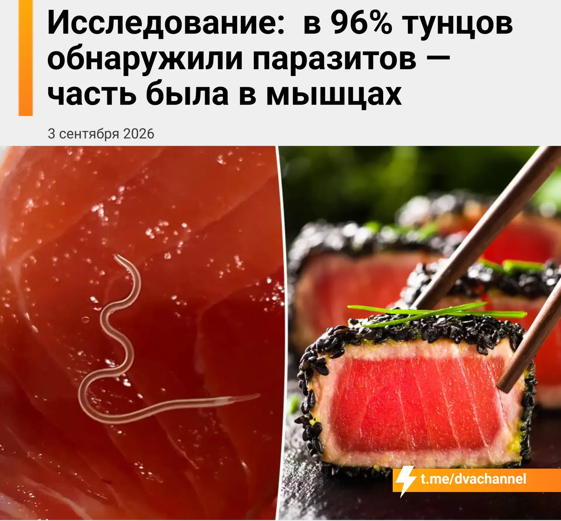 Учёные нашли паразитов почти во всех исследованных тунцах: бразильские исследователи пр...