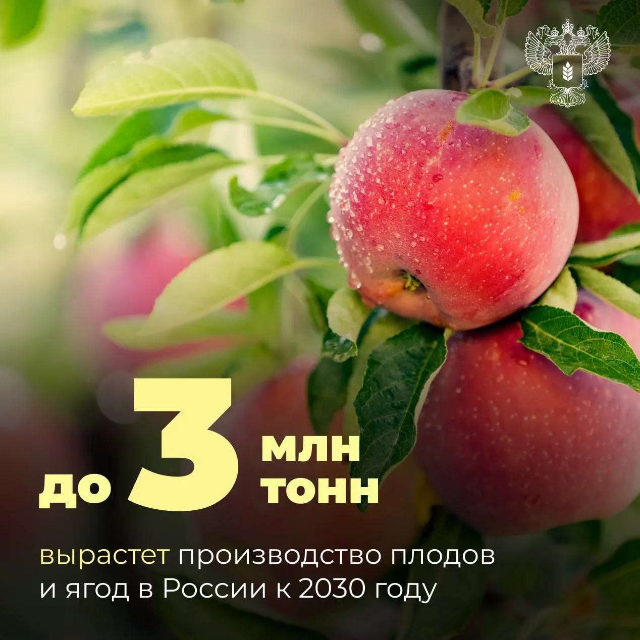 🍎 Производство плодов и ягод в России к 2030 году вырастет до 3 млн тонн