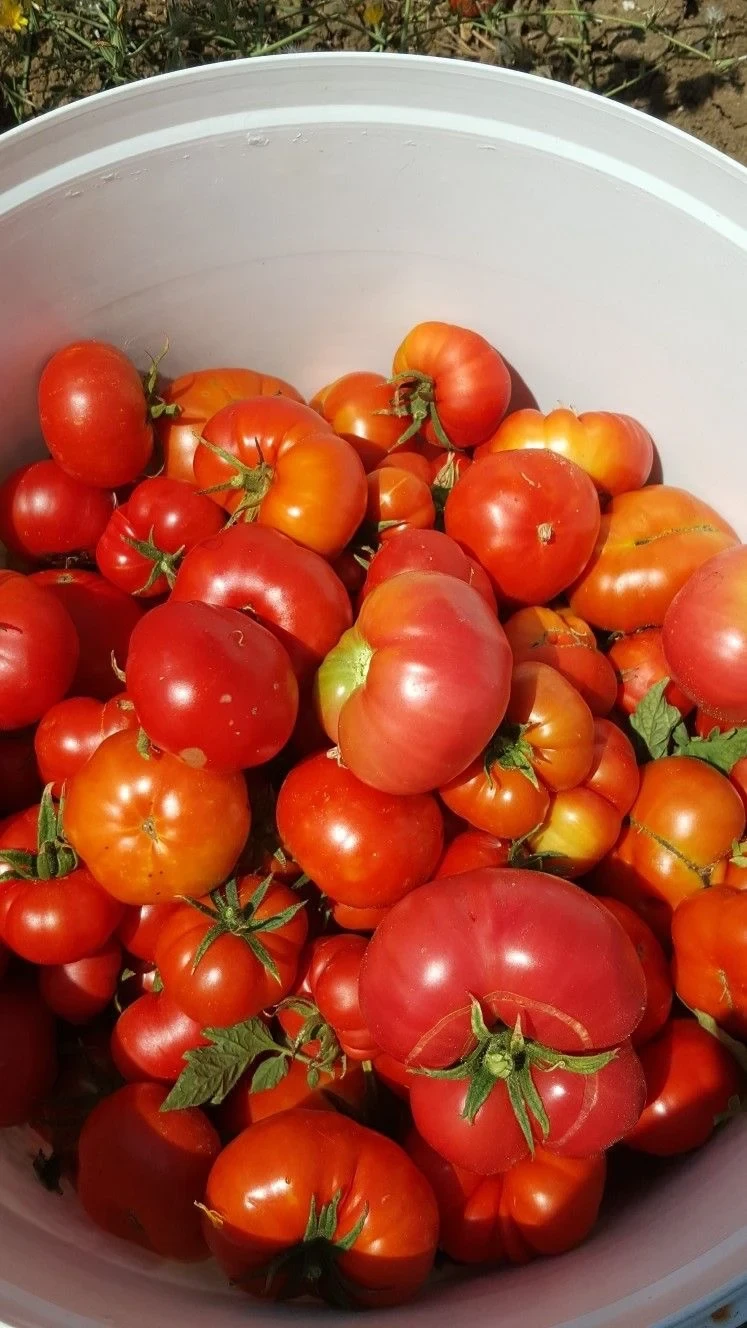 🍅 Домашние помидоры из Краснообска (Западная улица) — большой выбор сортов! Есть для з...