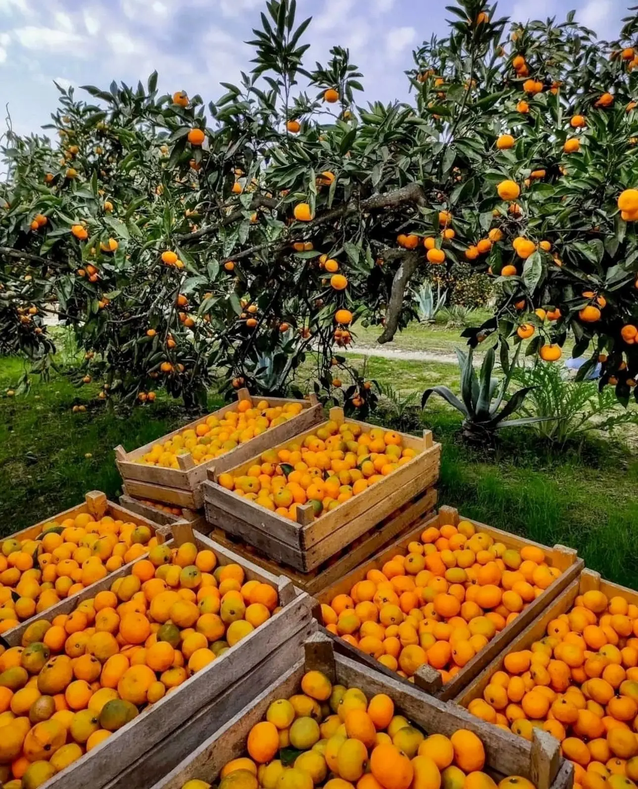 Абхазия ❤️ в сезон мандаринов 🍊
