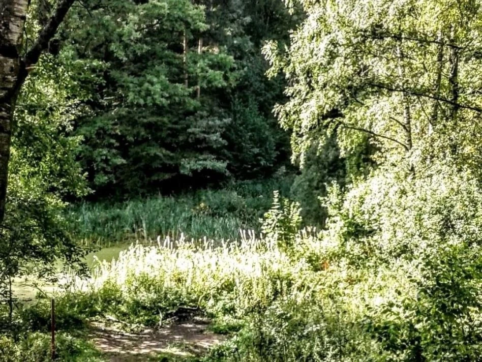 🌿 Химкинский лесопарк сохраняет зелёные краски осени