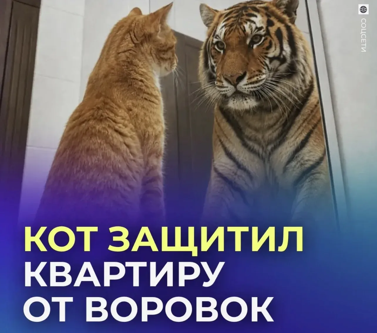 💪 Кот не дал грабителям вломиться в дом.