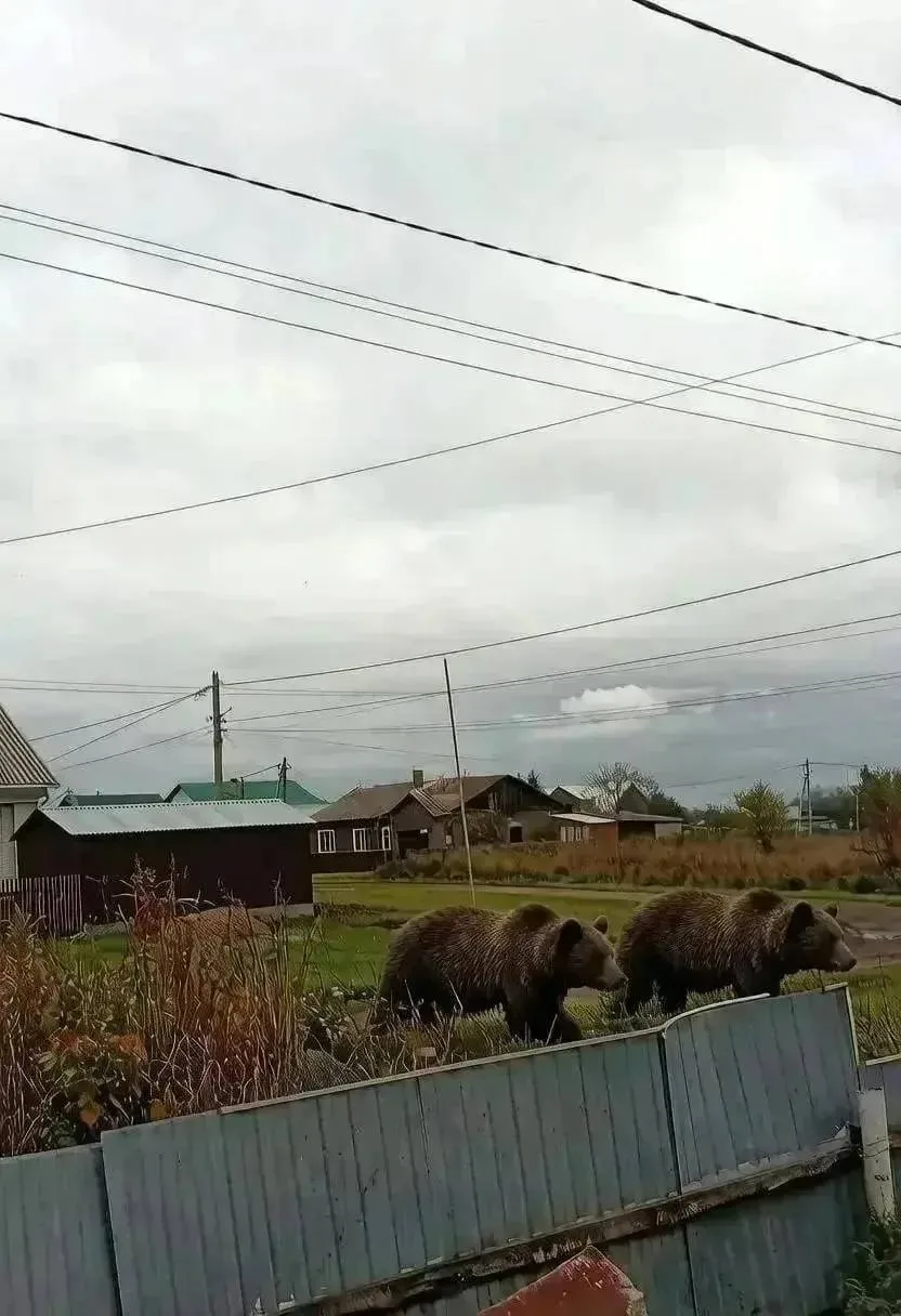 Ситуация с медведями в Кузбассе вышла на новый уровень: появилось сообщение, что огромн...