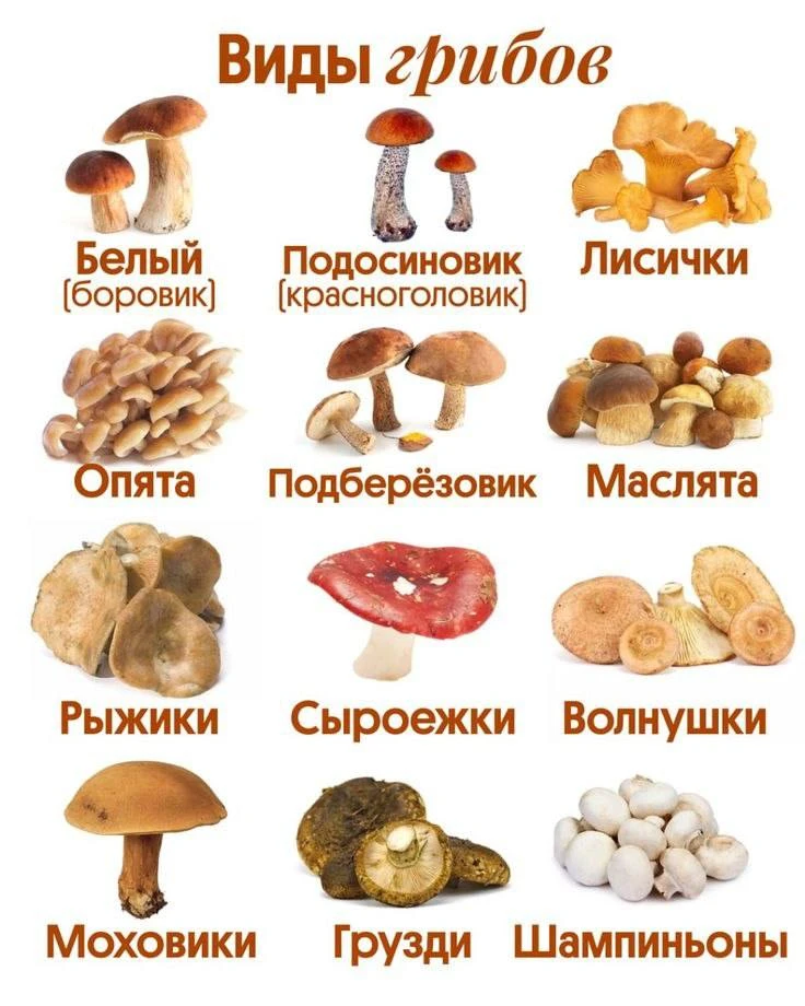Виды грибов.