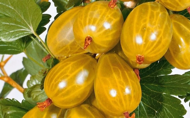 🍇 Обнаружили белый налёт на ягодах и листьях крыжовника — это мучнистая роса. Действуй...