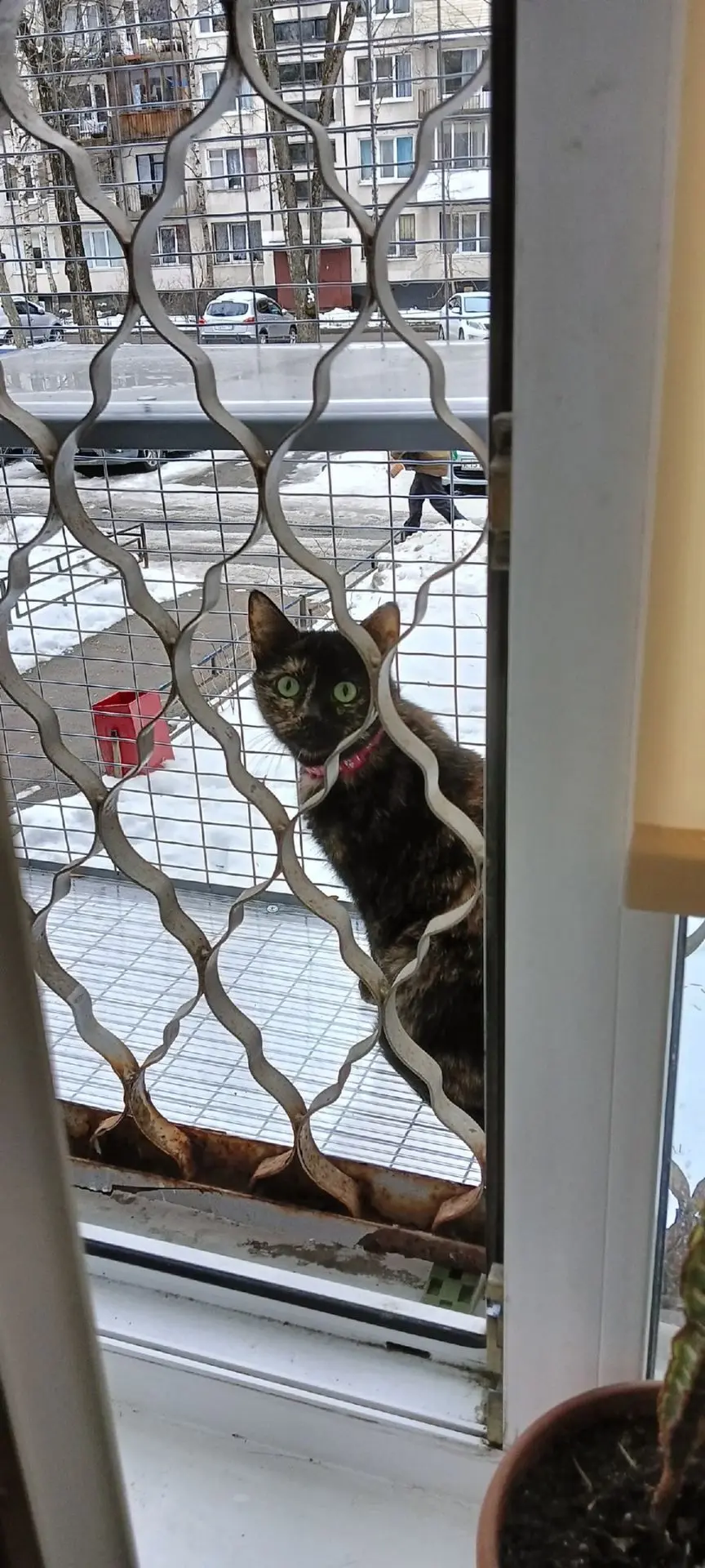 Кошачий балкончик и нестандартные ситуации 🙀