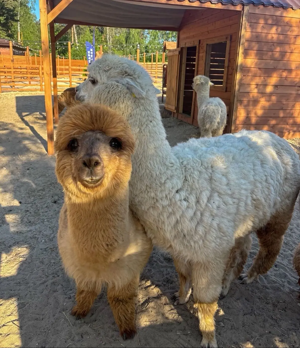 🦙 Альпаки ждут: детям до 13 лет вход бесплатный