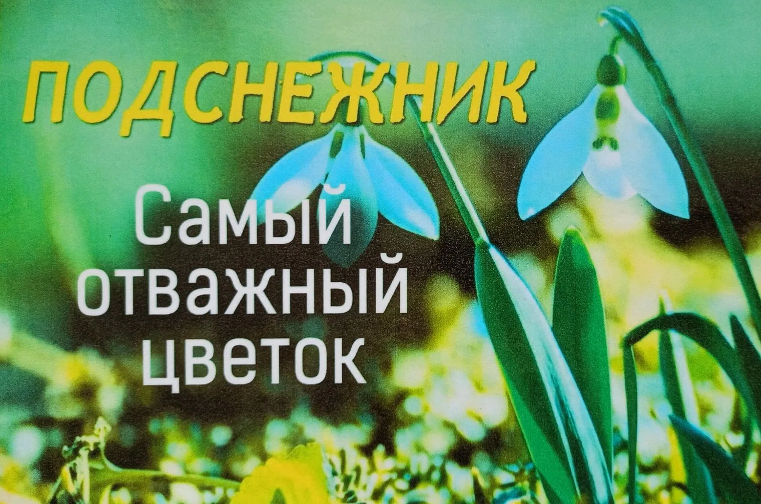 Солнце ëлочки пригрело, сосны и валежники.