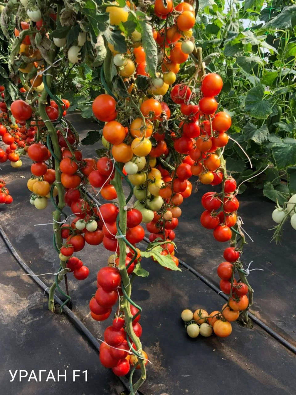 Топ-3 томатов как в детстве.  Друзья, а вы помните тот самый вкус томатов из детства? Когда срываешь