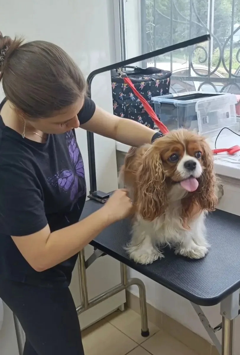 Ученики работают со спаниелями. 🐶✂️