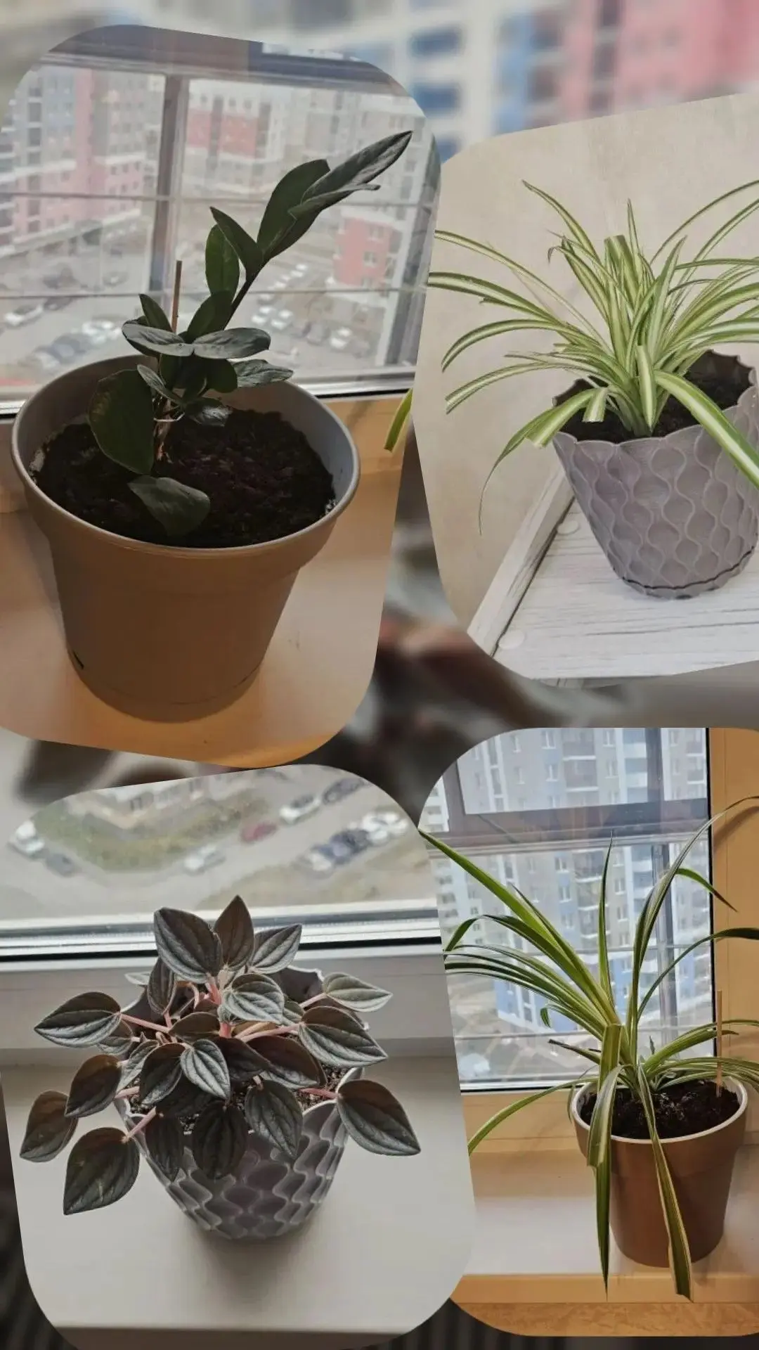 Добро пожаловать в сообщество «Цветок»!
 🌿Привет! Я Филипп, создатель приложения «Цветок». Рад, что