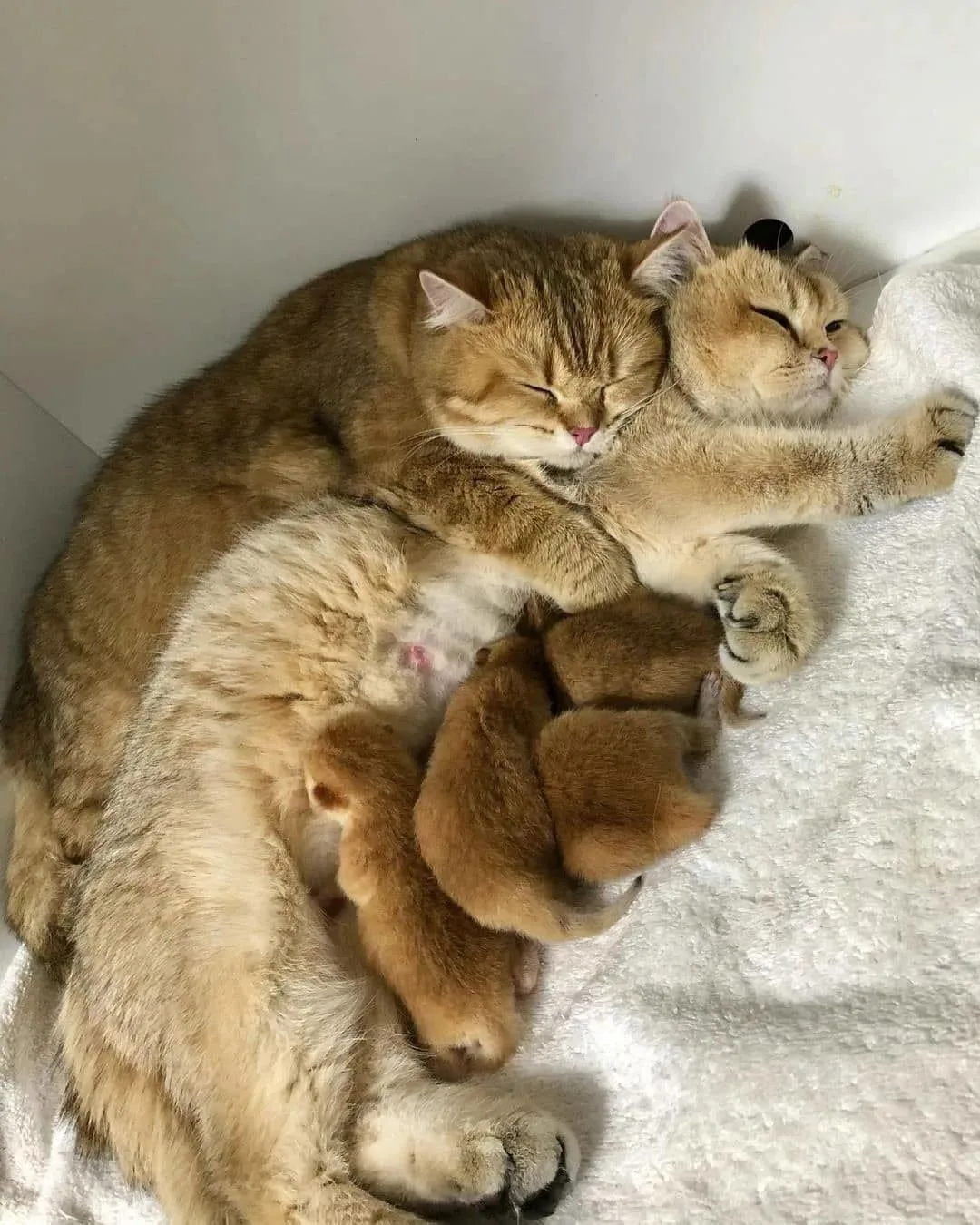 Всем желаю спокойной ночи и сладких снов. Спасибо 🙏💕🙏💕🙏💕за внимание. До завтра мо...