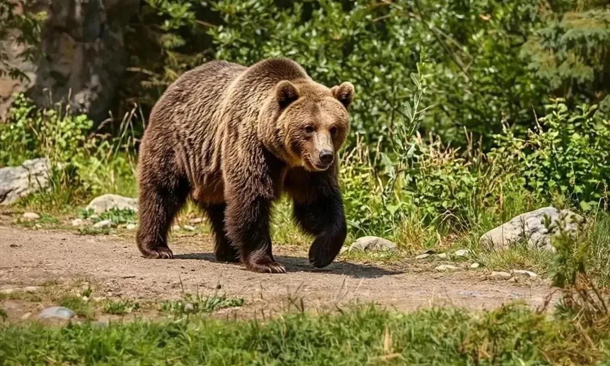 В Приангарье за сутки добыли 6 медведей. Двух особей ликвидировали в Киренском районе, ...