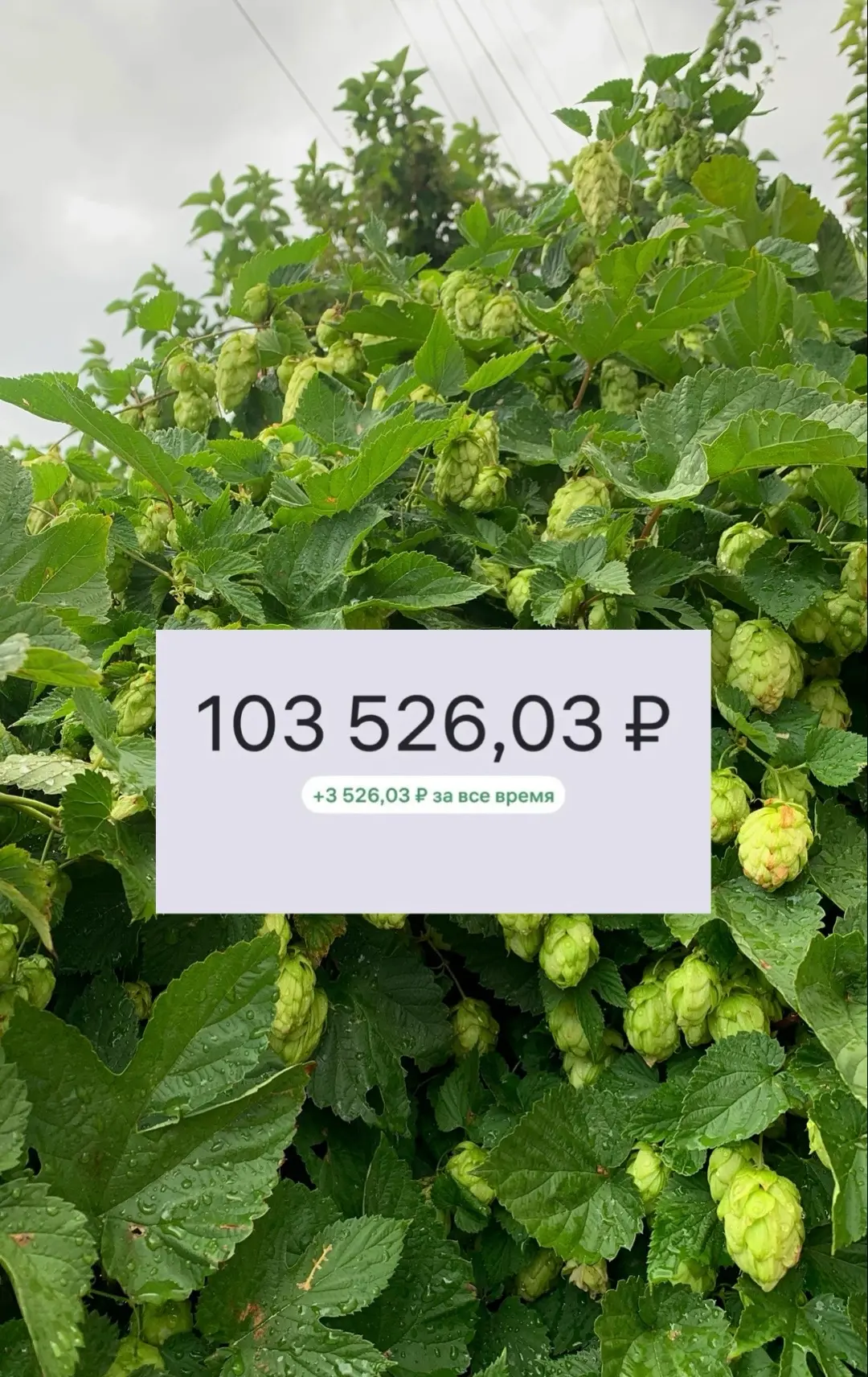🌿 Распределяю % от вклада на ВБ