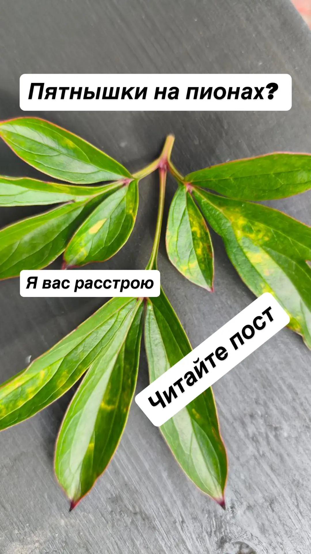 Вирусы растений. Коротко, но ёмко!

✅Симптомы вируса: окраска листьев, цветов или плодов меняется: к