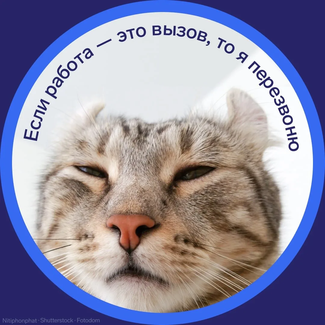 🐱 Аватарки ИП на все случаи жизни