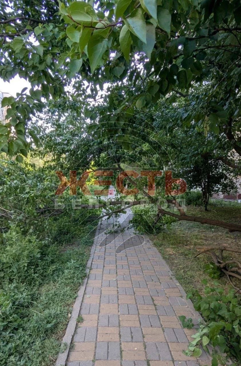 На улице Губкина, 31 дерево перегородило пешеходную дорожку, ведущую к школе №42

Упавшие ветви прак