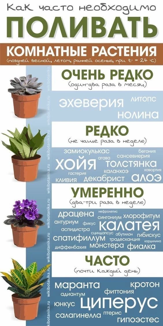 Домашний ботаник🪴