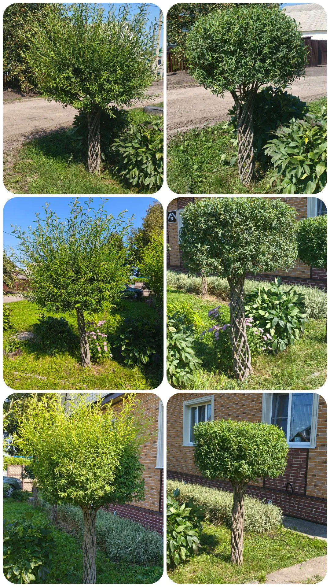 И вновь о стрижке 😉🌳