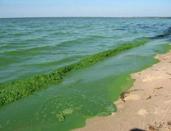 Из-за жары и застоя воды Волга покрылась токсичными водорослями.