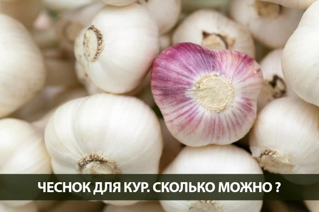 🔥 Можно ли давать курам чеснок? 

 
Хороший вопрос, в сезон, когда желательно оградить птицу от инф