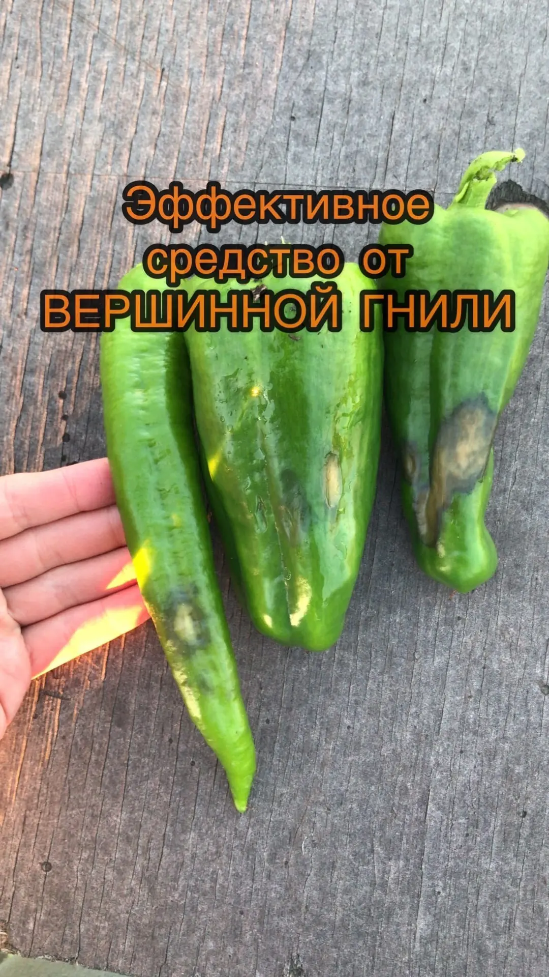 Вершинная гниль (вершинка) - что делать?