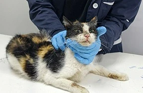 Ринотрахеит у кошек (кошачий герпес) — это заразное вирусное заболевание, которое поражает верхние д