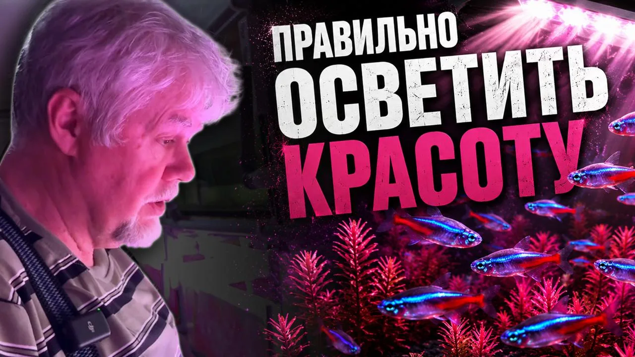 ✨ Как увидеть настоящую красоту рыбы? | Аквариумные истории из ЭКЗОМЕНЮ №176

В этом выпуске:
🔵 Зна