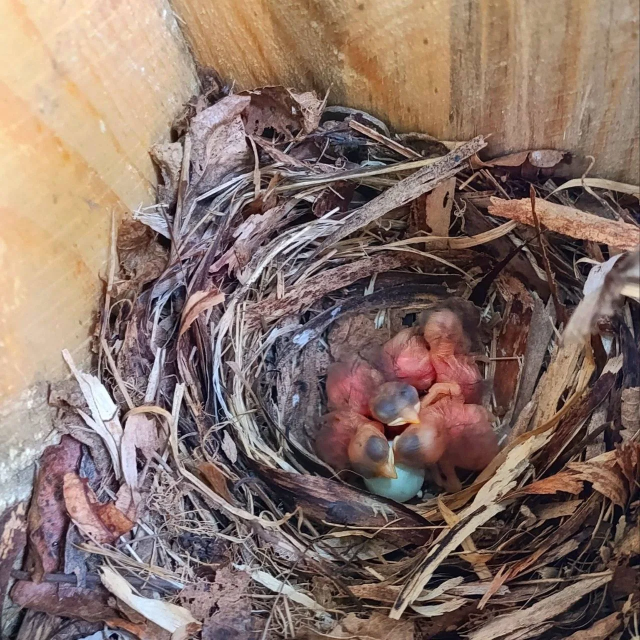 🐣 В нацпарке «Башкирия» — пополнение