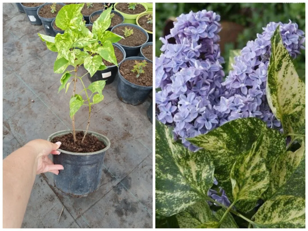 Сирень Аукубафолия (Aucubaefolia). Это редкий сорт с контрастными золотистыми и тёмно-з...