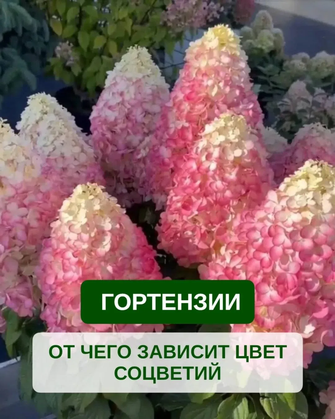 🌸 От чего зависит цвет соцветий у гортензии