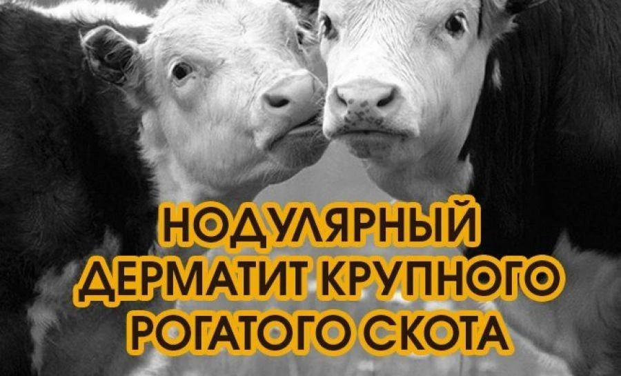 📝ПАМЯТКА ДЛЯ НАСЕЛЕНИЯ ПО ЗАРАЗНОМУ УЗЕЛКОВОМУ (НОДУЛЯРНОМУ) ДЕРМАТИТУ
 
🐄Заразный узелковый дерма