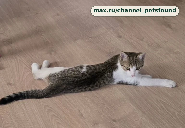 🐾 Пропал питомец — Старый Оскол