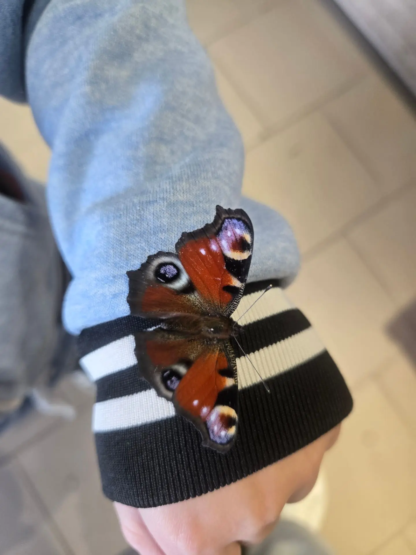 Игорек и бабочка 🦋 💜