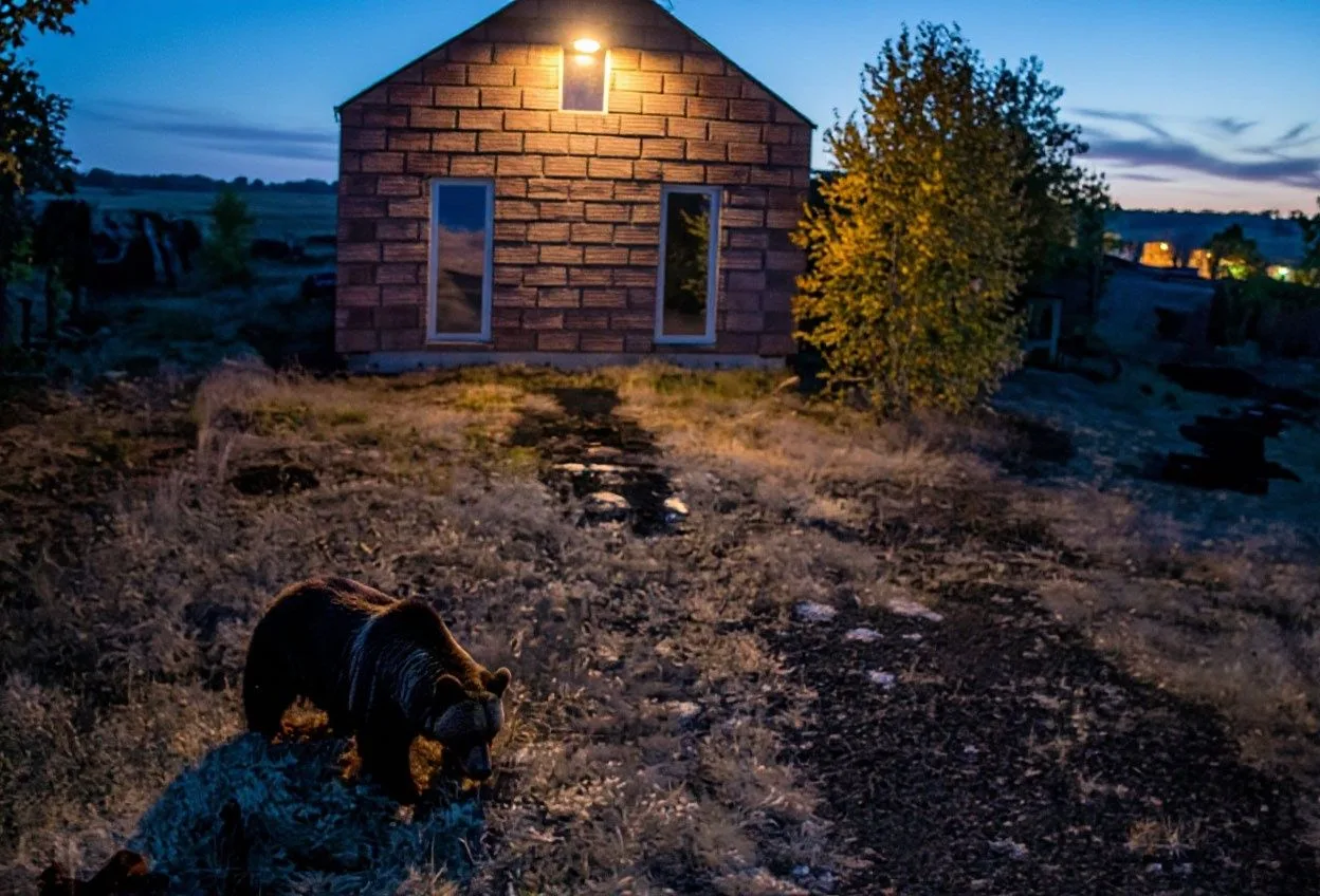 Охотники дежурят в деревне Малая Еланка из-за выхода медведя. Это единственный официаль...