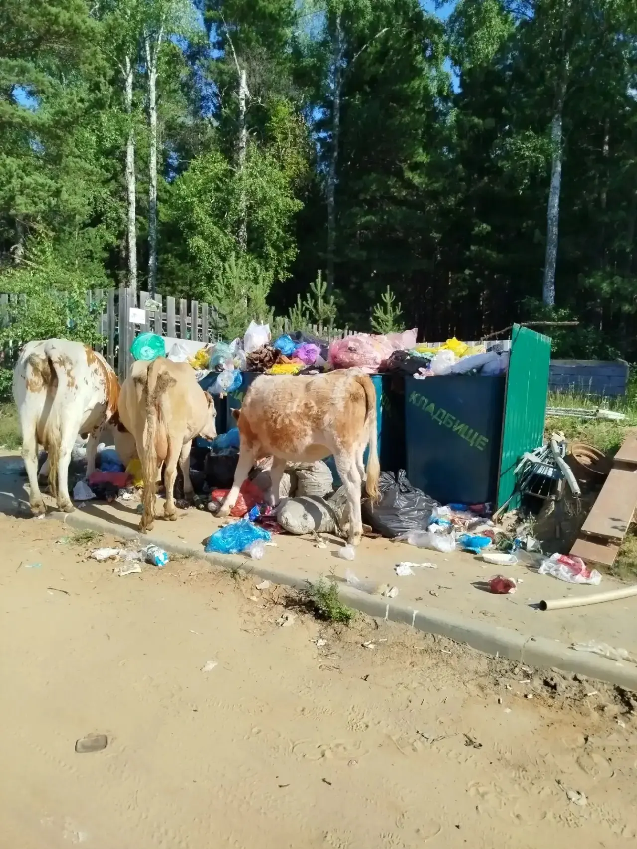 🔃Обратная связь

💬"Доброе утро! И снова о прекрасном! Уважаемая администрация и Экоальянс! Посмотр