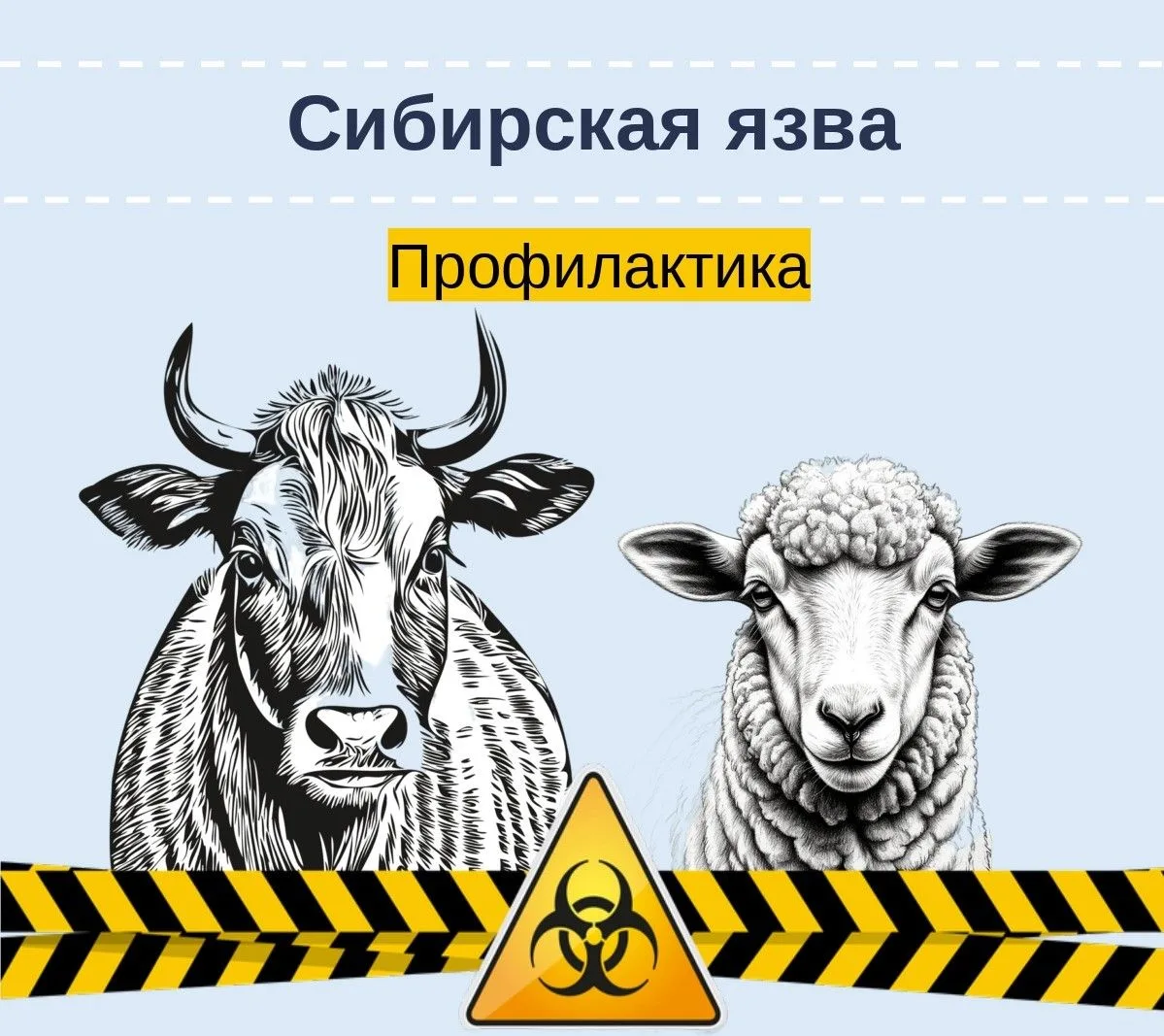 📌Сибирская язва — особо опасная инфекционная болезнь сельскохозяйственных и диких живо...