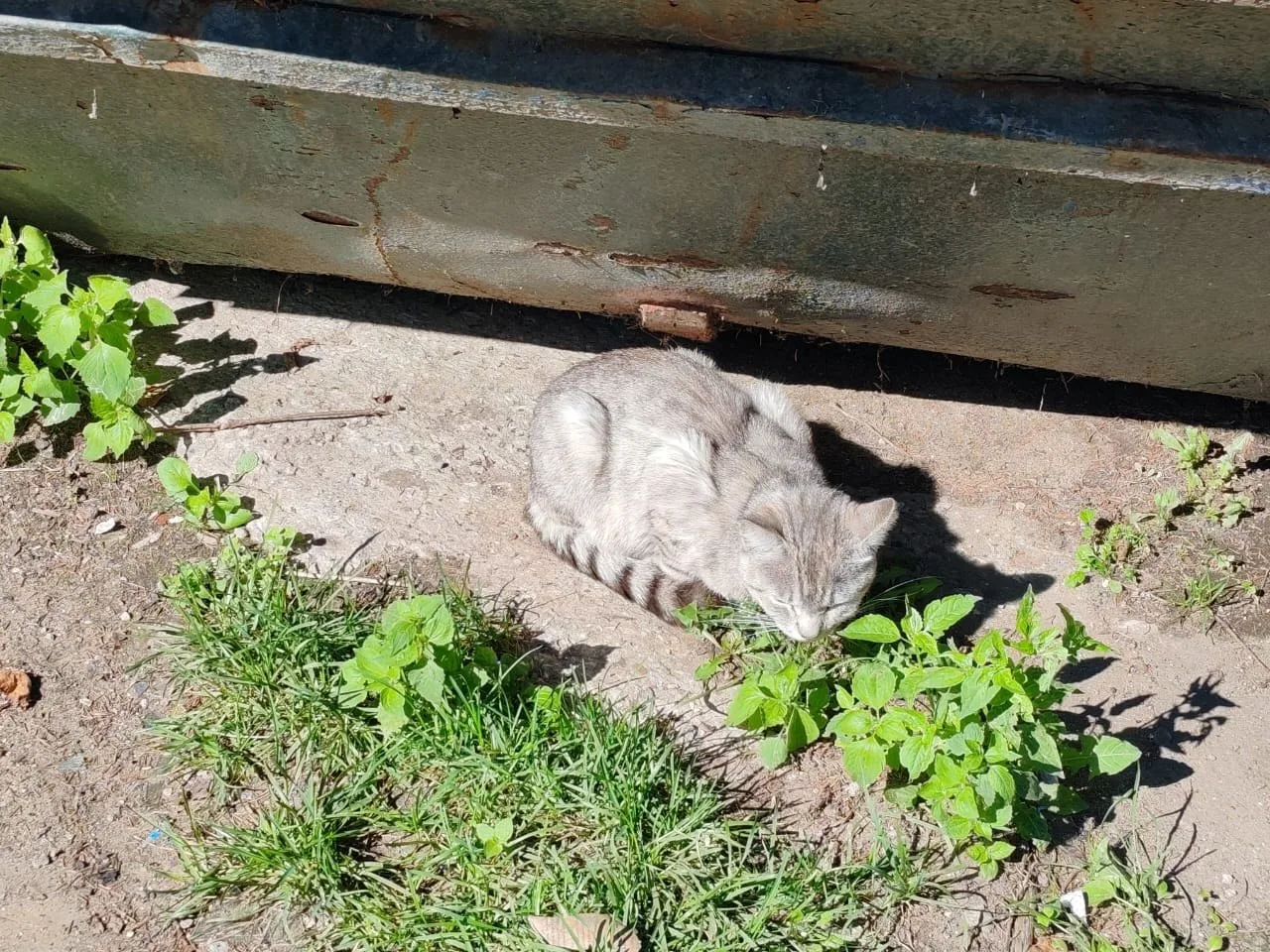 Снова брошенный "людьми" кот на производ судьбы ....