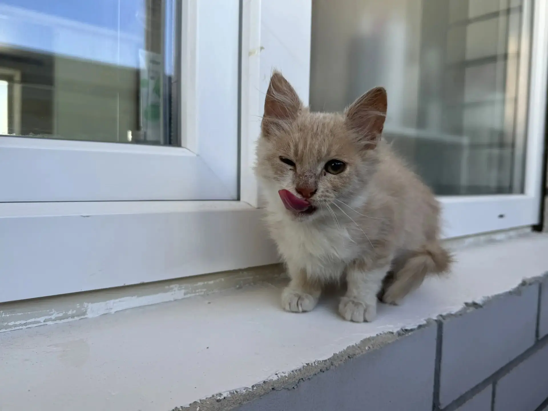 Здравствуйте. Вчера удалось спасти маленького котёнка, которого выбросили на улицу под колесами авто
