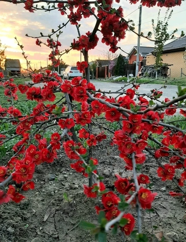 А вот так красиво у меня зацвела в этом году карликовая японская айва 🌺