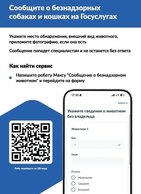 🐕 Увидели бездомное животное? Теперь о нем можно сообщить на «Госуслугах» за 2 минуты