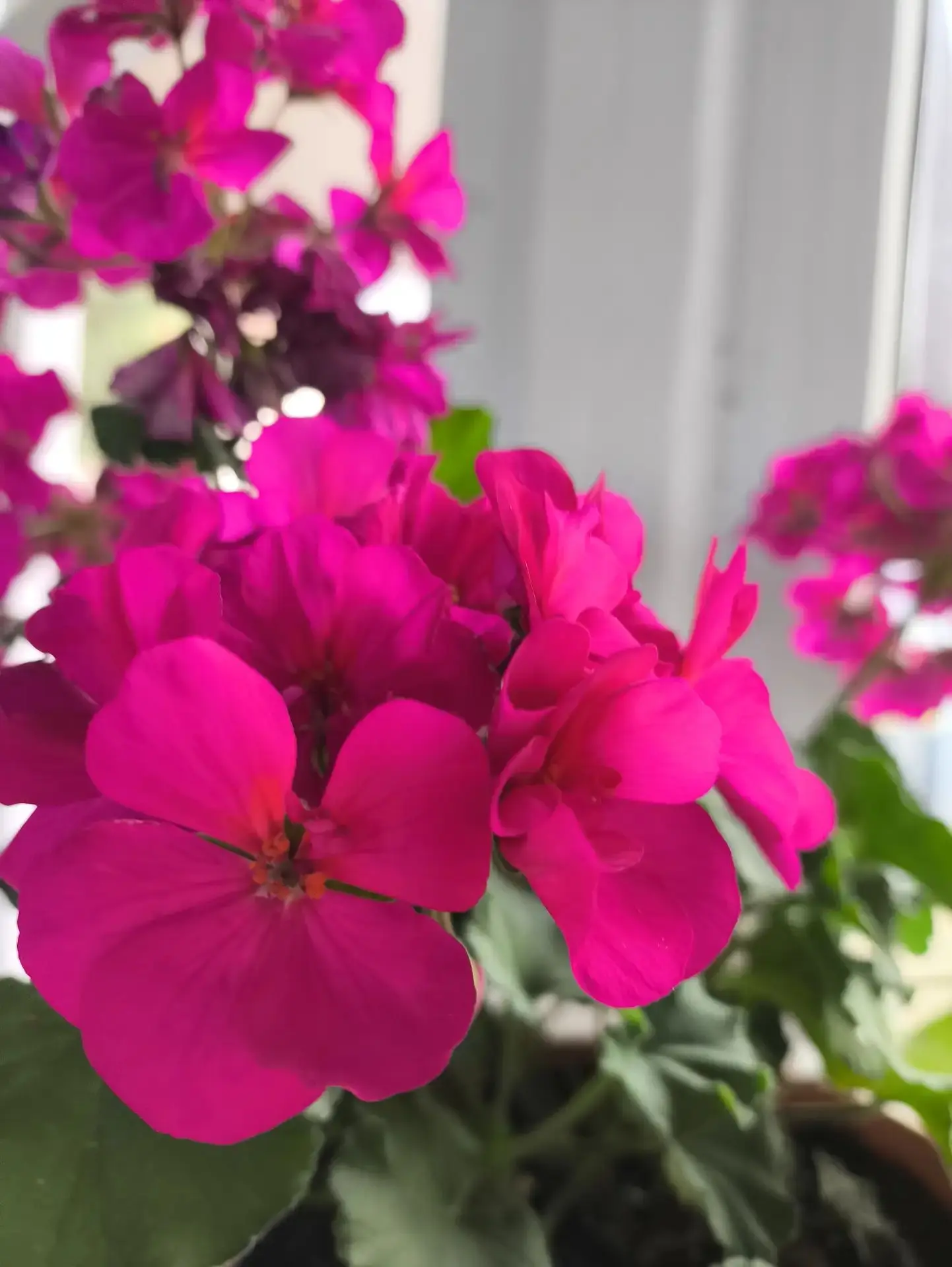 📢📢📢   Продолжаем рубрику "Мои цветы"❗️❗️❗️

🌸🌼🌺"Герань на подоконнике: радость для души и укра