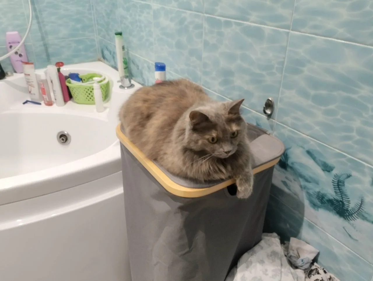 Привет из дома передает кошечка Мелани!