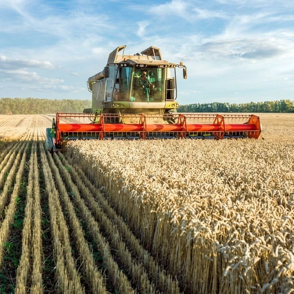 🚜⛈🌾 Калининградские аграрии вязнут в полях из-за затяжных июльских дождей