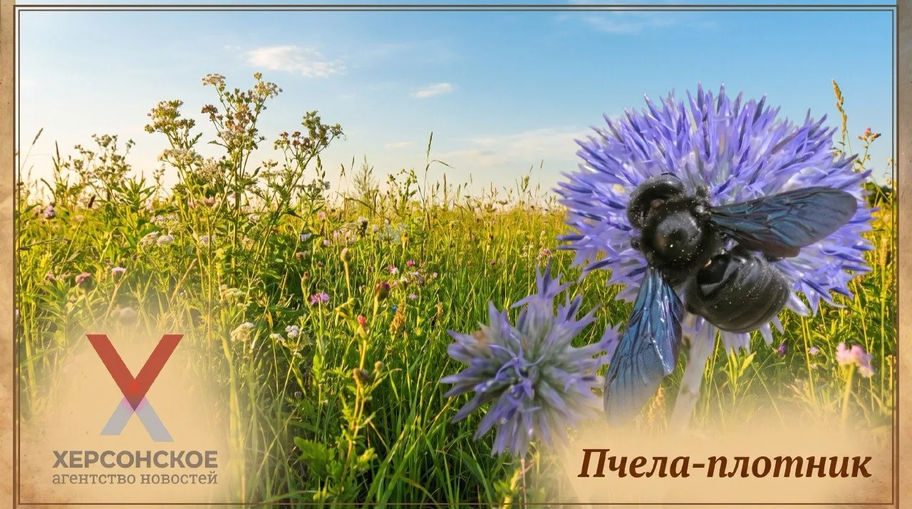 🐝 Пчела-плотник (ксилокопа) — крупная одиночная пчела, которую из-за размеров и темной...