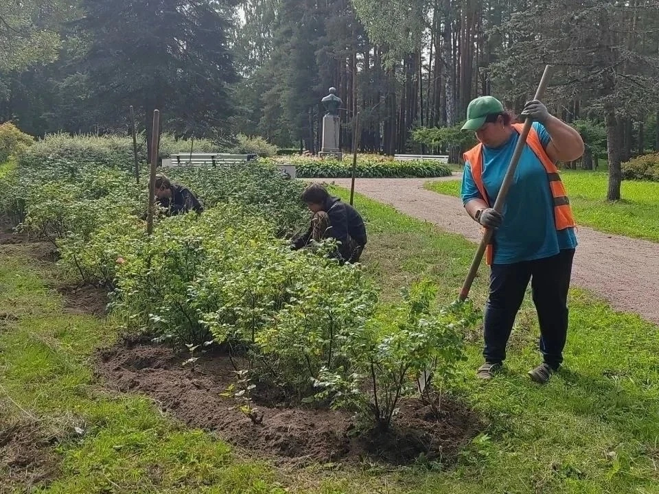 Школьники Курортного района вышли помочь озеленителям. В Комарово и Зеленогорске продол...